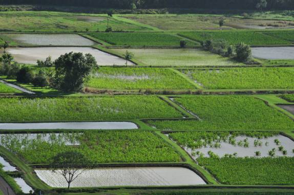 Plantações de taro (nhame), perto de Hanaley Bay, na costa norte de Kauai, no Havaí